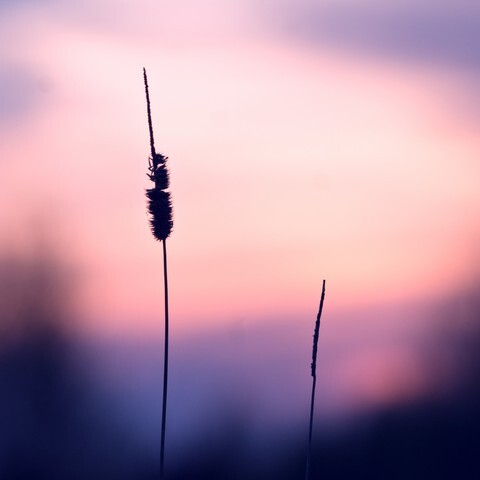 vintage plant